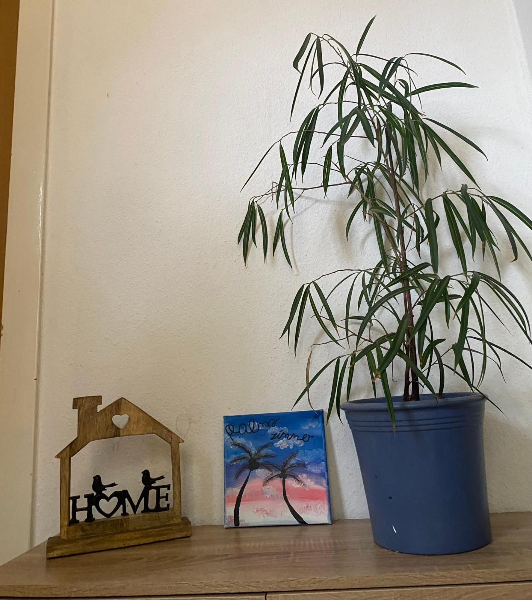 Palms Zimmer Φρέχεν Εξωτερικό φωτογραφία